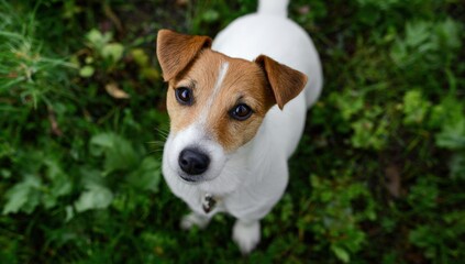 Jack russell terrier standing on grass looking upward with curious expression