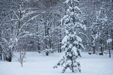 Winter snowy landscape with snowdrifts and snow-covered trees in the forest.
