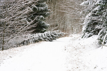 Freshly fallen spruce tree blocking snowy forest path in winter