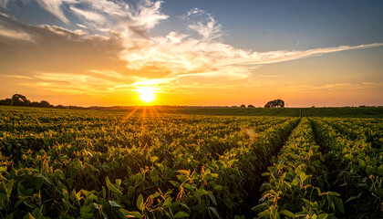 A vast landscape showcasing a field of crops at sunset