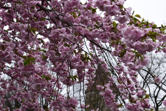 Romantic pink cherry blossoms in full spring bloom - Powered by Adobe