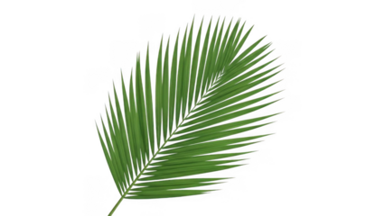 Single palm leaf on white background