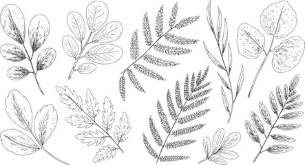Detailed monochrome leaves collection with various shapes and outlines