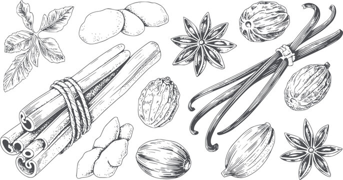 Detailed monochrome line of assorted spices and herbs editable cinnamon staranise