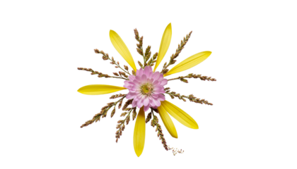 A flower with yellow petals, purple center, and dark stamens, isolated on a white ready for compositing on white and transparent background