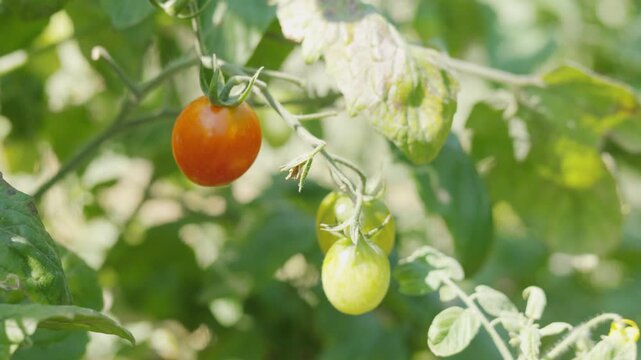 Close up of ripening red and green cherry tomatoes on a vine in a sunny garden. Fresh organic vegetable growing outdoors with no people. Summer agriculture and healthy food with blurred background.