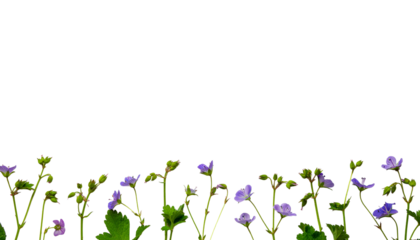 Small green plants with thin stems and tiny leaves are grouped together at the bottom of the frame white background cutout