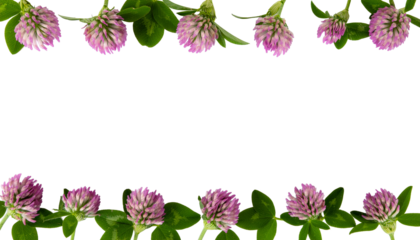 Pink flower arrangement with green leaves on the top and bottom edges of the image, transparent background and plain white background
