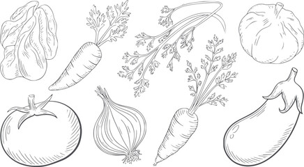 Hand drawn line vegetables set including carrot onion tomato eggplant pumpkin editable