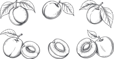 Six detailed apricots with leaves and pits in monochrome line