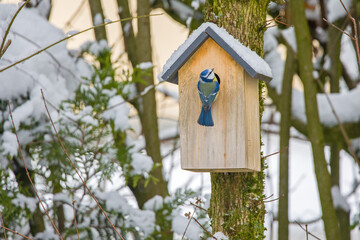 a blue tit in winter at a birdhouse with a snow-covered roof in the garden © mschauer