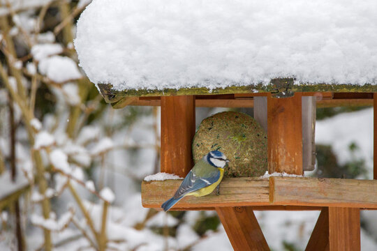 a blue tit in winter at a bird feeder with a snow-covered roof in the garden