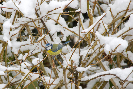 a blue tit in winter on a bush with snow-covered branches in the garden