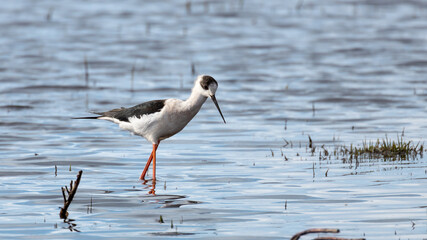Black-winged Stilt (Himantopus himantopus) Walking in a Lake at Akrotiri, Limassol