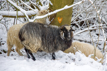 a black and white sheep in the snow in front of a tree with bark gnawed away in the shape of a heart