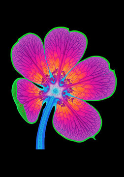 Vibrant Four Petal Flower with Neon Veins and Chromatic Anatomy
