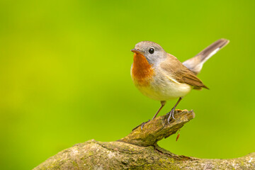 Muchołówka mała (Ficedula parva)  © Grzegorz
