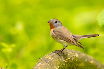 Muchołówka mała (Ficedula parva)  © Grzegorz