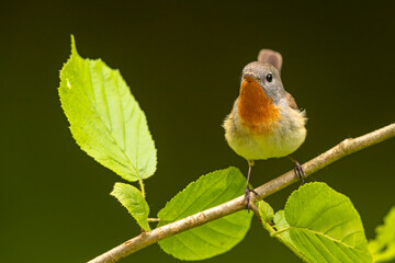 Muchołówka mała (Ficedula parva)  © Grzegorz