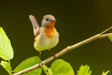 Muchołówka mała (Ficedula parva)  © Grzegorz