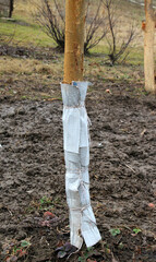 In winter, the bark of trees is protected from hares and other rodents