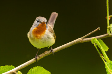 Muchołówka mała (Ficedula parva)  © Grzegorz