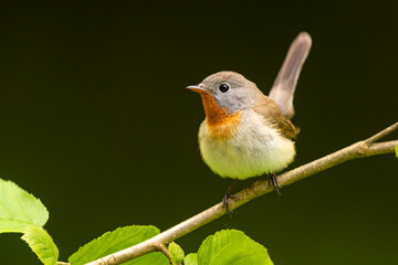 Muchołówka mała (Ficedula parva)  © Grzegorz