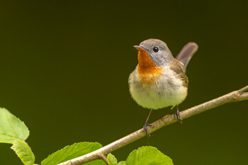 Muchołówka mała (Ficedula parva)  © Grzegorz