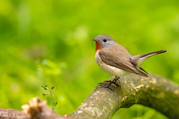 Muchołówka mała (Ficedula parva)  © Grzegorz