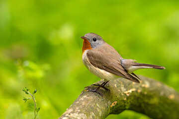 Muchołówka mała (Ficedula parva)  © Grzegorz