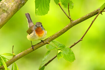 Muchołówka mała (Ficedula parva)  © Grzegorz