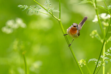 Muchołówka mała (Ficedula parva)  © Grzegorz