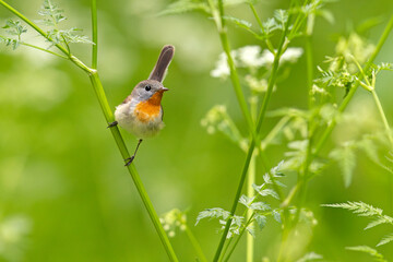 Muchołówka mała (Ficedula parva)  © Grzegorz