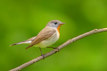 Muchołówka mała (Ficedula parva)  © Grzegorz