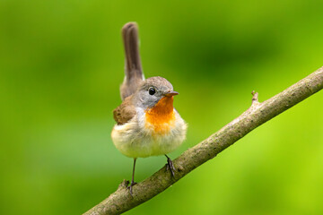 Muchołówka mała (Ficedula parva)  © Grzegorz