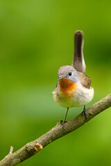 Muchołówka mała (Ficedula parva)  © Grzegorz