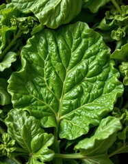 Fototapeta premium Fresh and Vibrant Green Leafy Vegetables: A Natural and Healthy Food Image perfect for culinary projects, wellbeing and healthy eating themes, with natural light.
