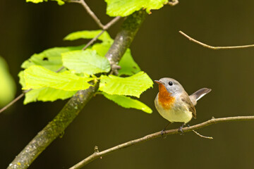 Muchołówka mała (Ficedula parva)  © Grzegorz