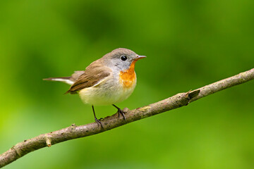 Muchołówka mała (Ficedula parva)  © Grzegorz