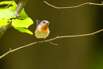 Muchołówka mała (Ficedula parva)  © Grzegorz