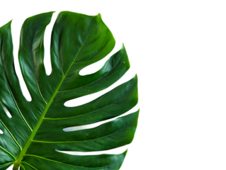 Tropical palm leaf realistic texture, botanical summer theme,  on png background