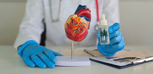 Doctor holds heart with marijuana oil sign. Diseases treated with marijuana and cannabis concept effect on heart