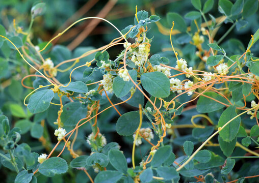The parasitic plant field dodder (Cuscuta campestris) grows among crops