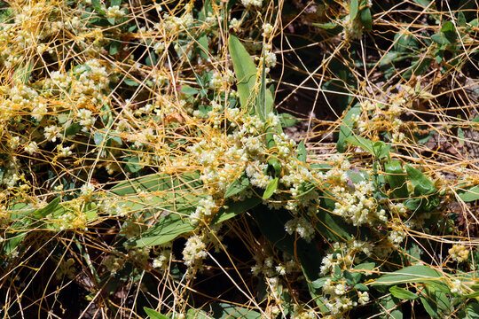 The parasitic plant field dodder (Cuscuta campestris) grows among crops