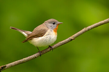 Muchołówka mała (Ficedula parva)  © Grzegorz