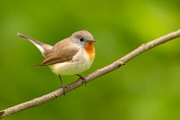 Muchołówka mała (Ficedula parva)  © Grzegorz