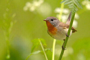 Muchołówka mała (Ficedula parva)  © Grzegorz