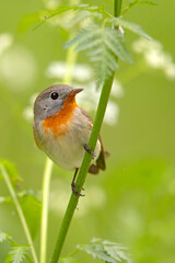 Muchołówka mała (Ficedula parva)  © Grzegorz