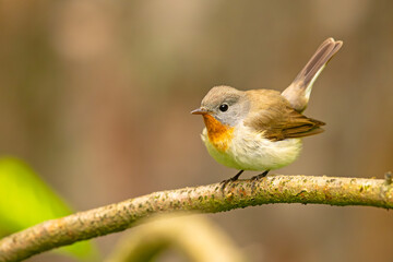 Muchołówka mała (Ficedula parva)  © Grzegorz