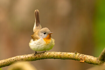 Muchołówka mała (Ficedula parva)  © Grzegorz